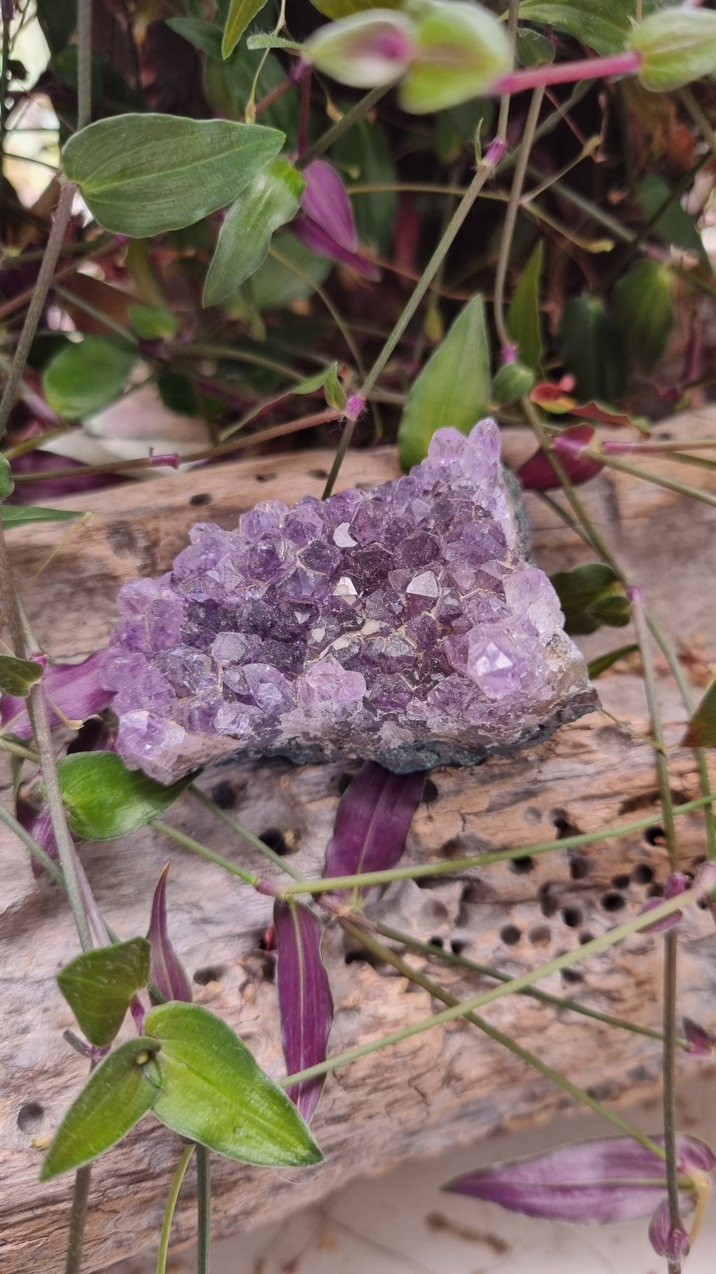 Amethyst Cluster - Reiki Infused